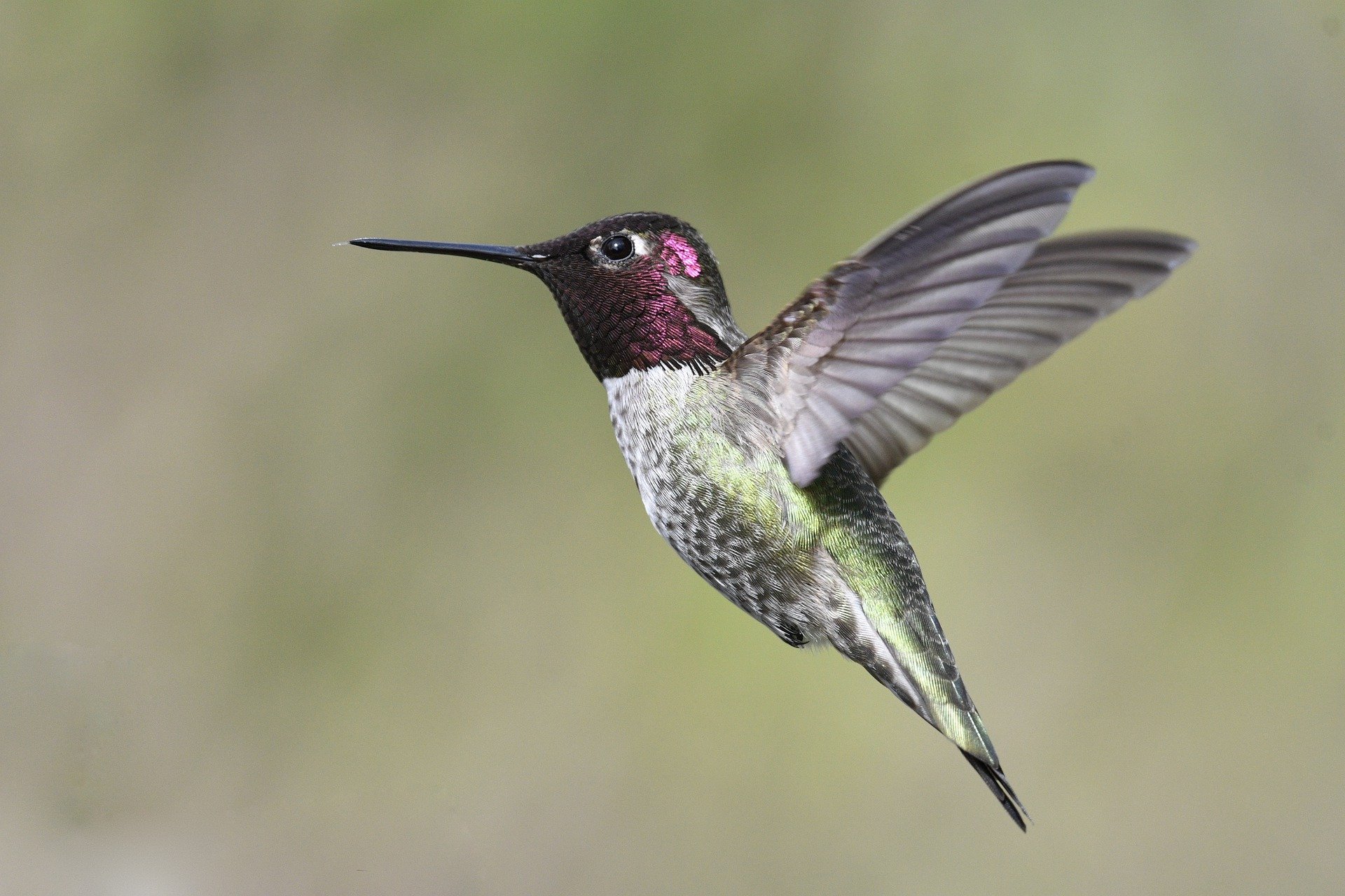 Tierlexikon Vogel Kolibri