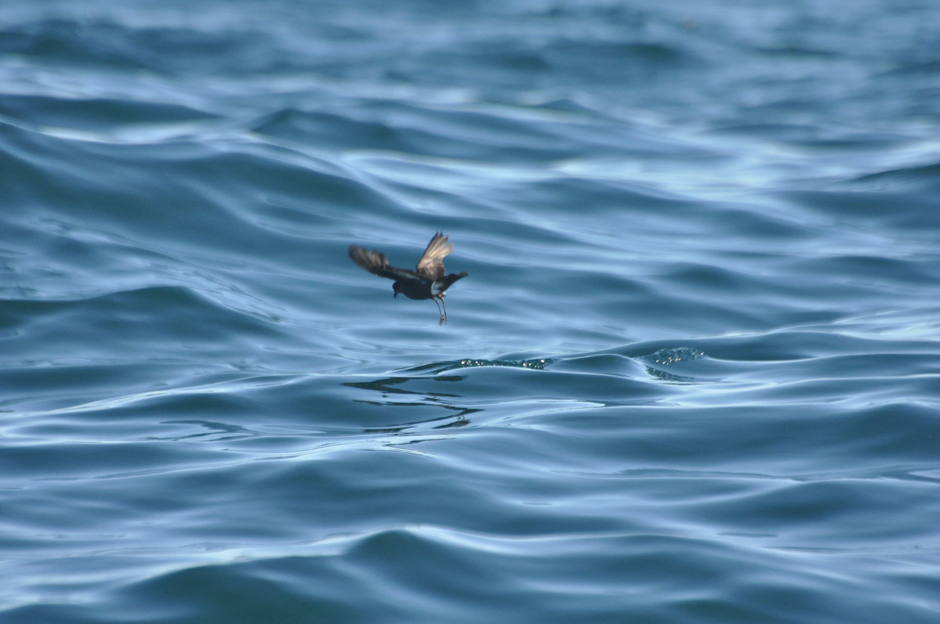 Tierlexikon Madeira-Sturmvogel